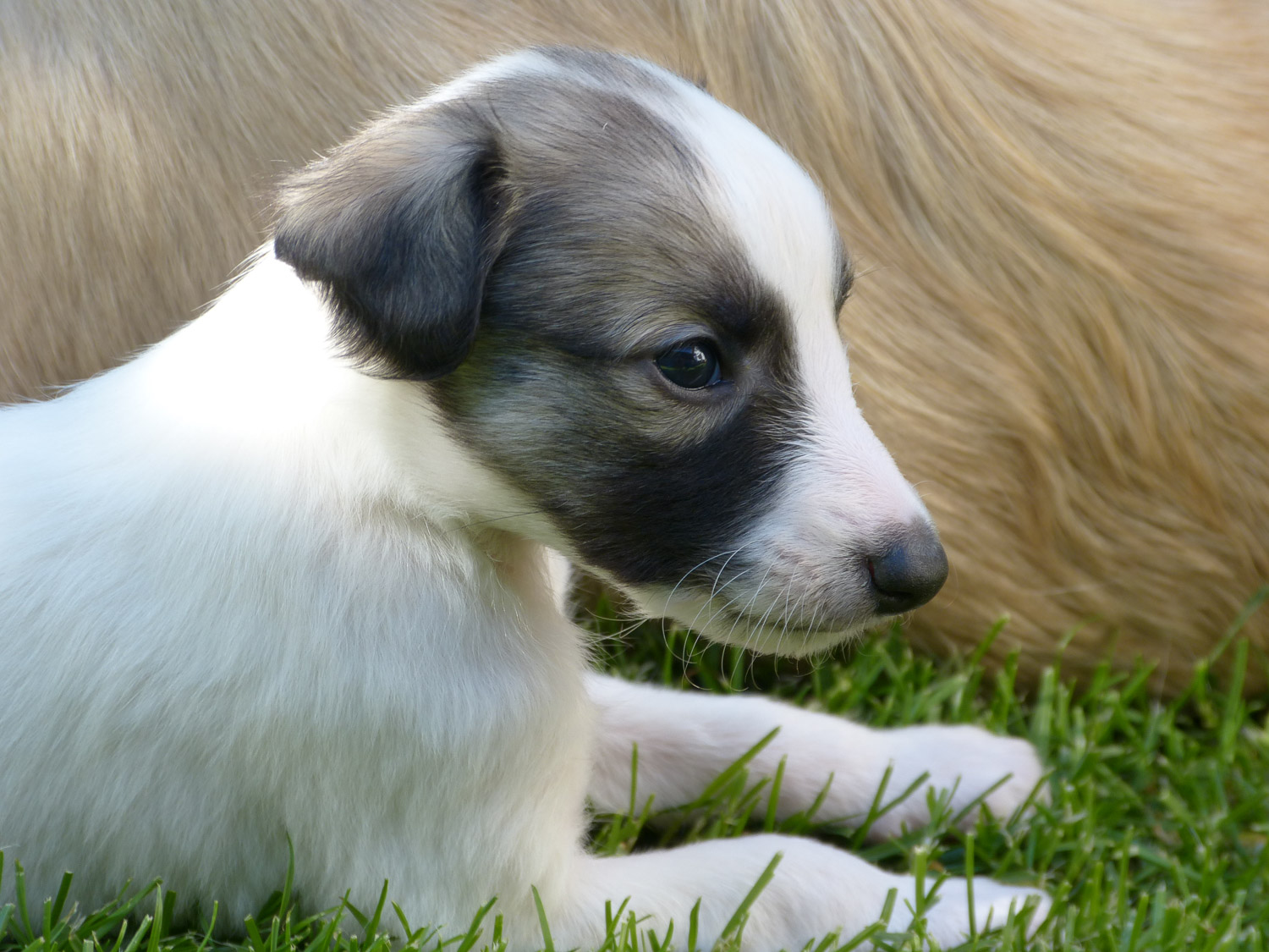 Windeck-Windsprite-Welpen-5-35