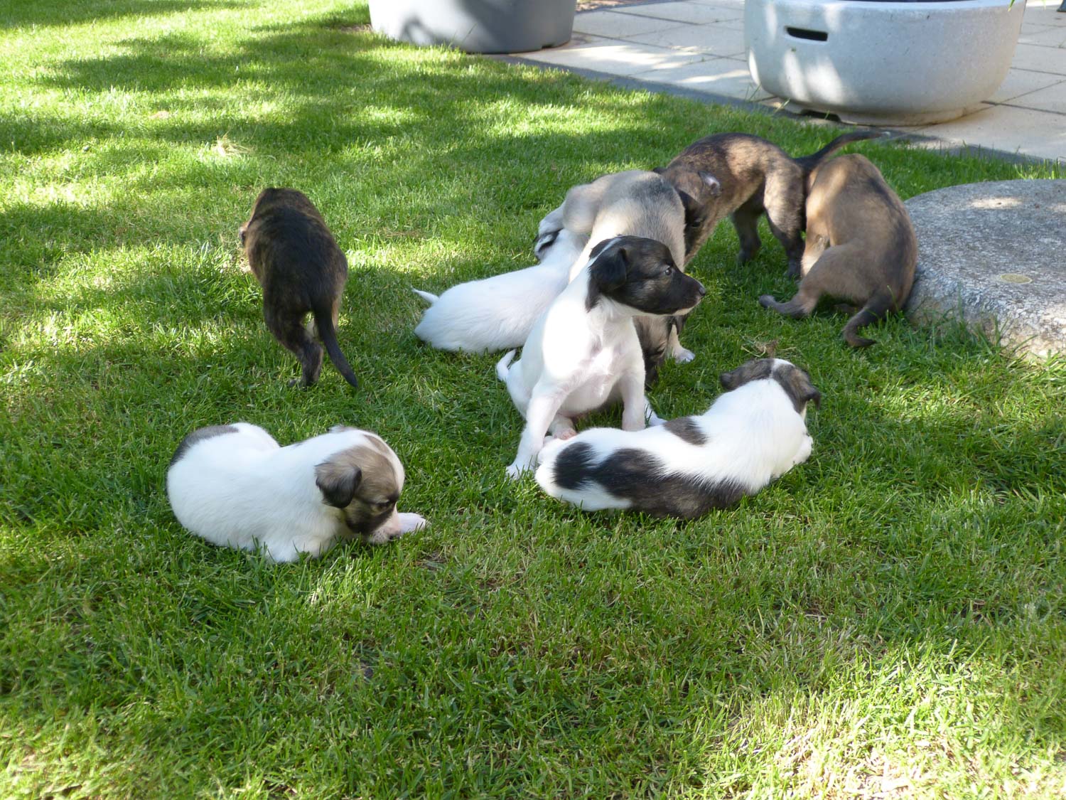 Windeck-Windsprite-Welpen-5-36