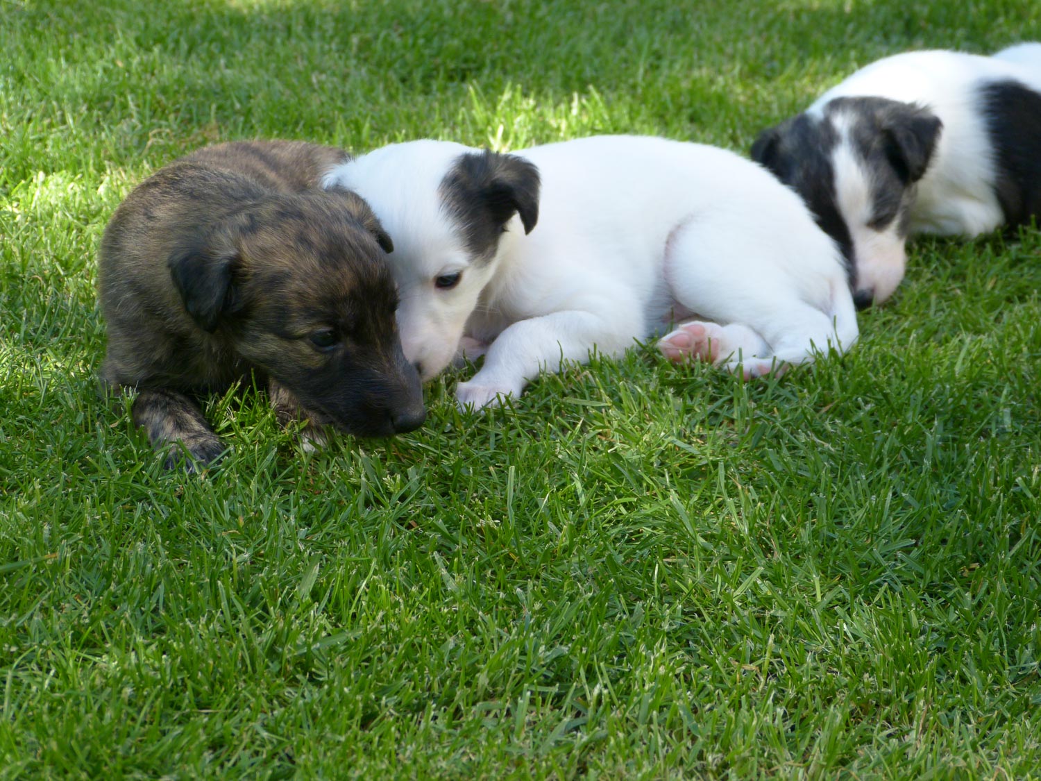 Windeck-Windsprite-Welpen-5-37