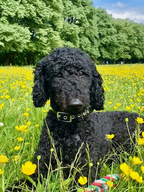 Tosh in Blumen