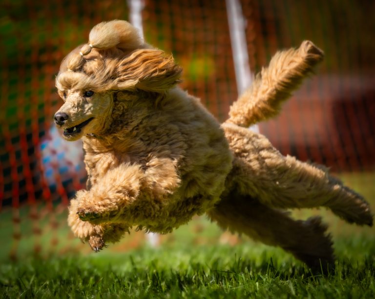 2026-04-26 - Hunderennen Baden-Oos April 2026